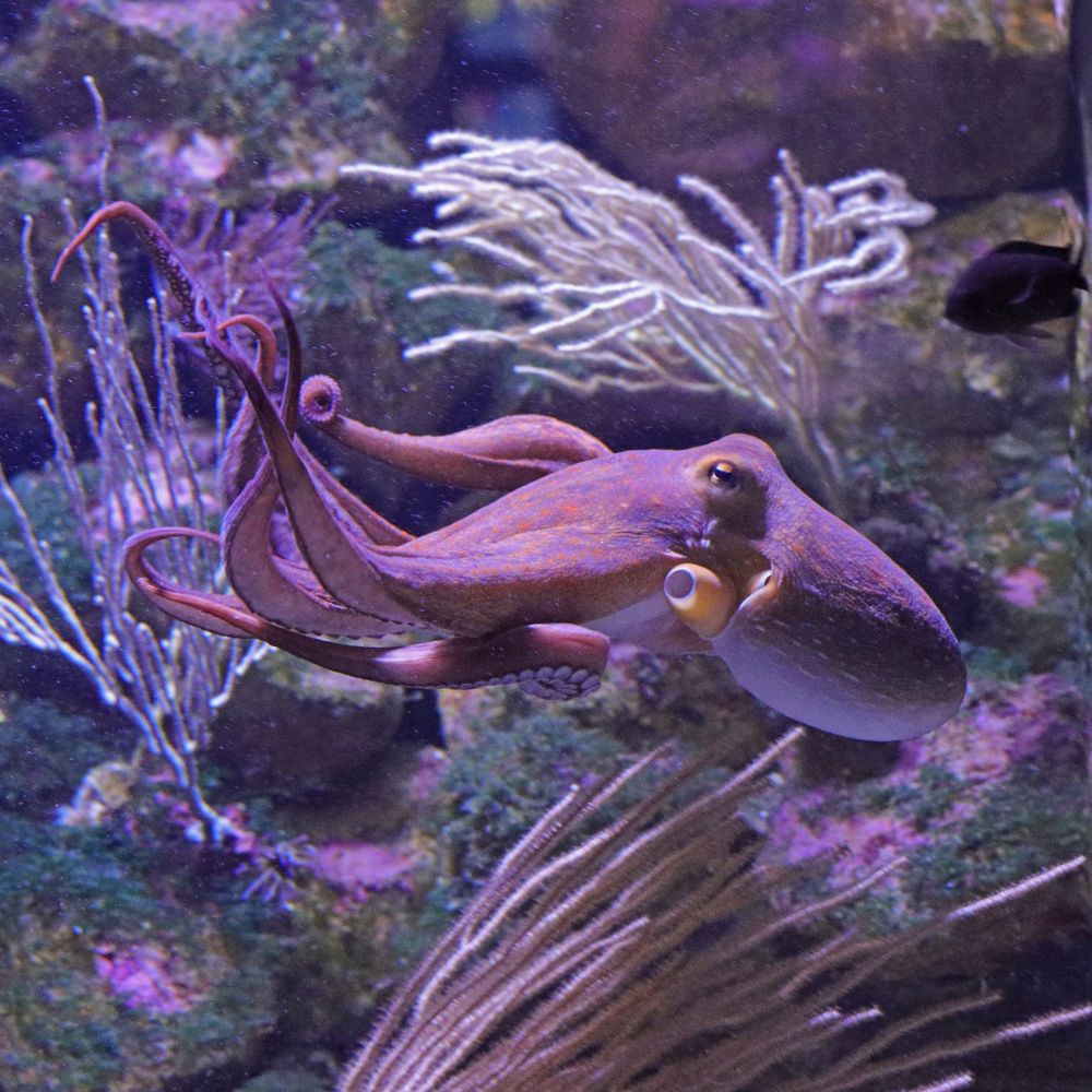 Krake Foto & Bild natur, tiere, zoo, wildpark & falknerei Bilder auf