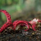 Krake im Wald - Tintenfischpilz