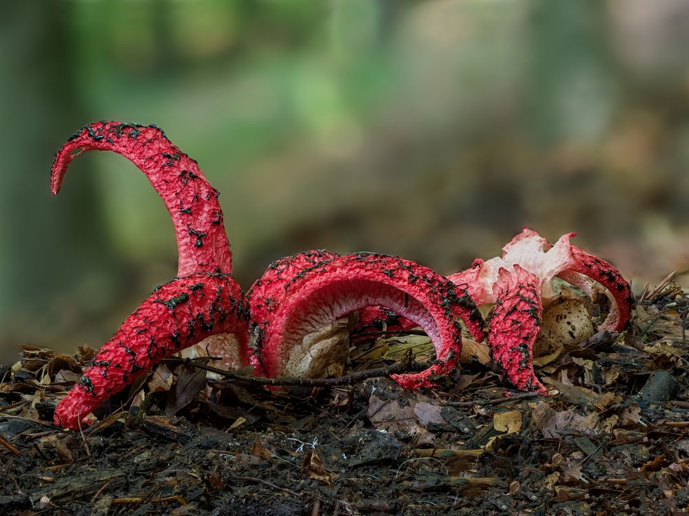 Krake im Wald - Tintenfischpilz