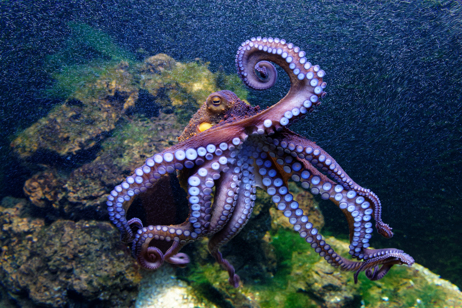 Krake in Soda Foto & Bild | natur, zoo, tiere Bilder auf fotocommunity