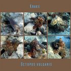 Krake (Octopus Vulgaris)