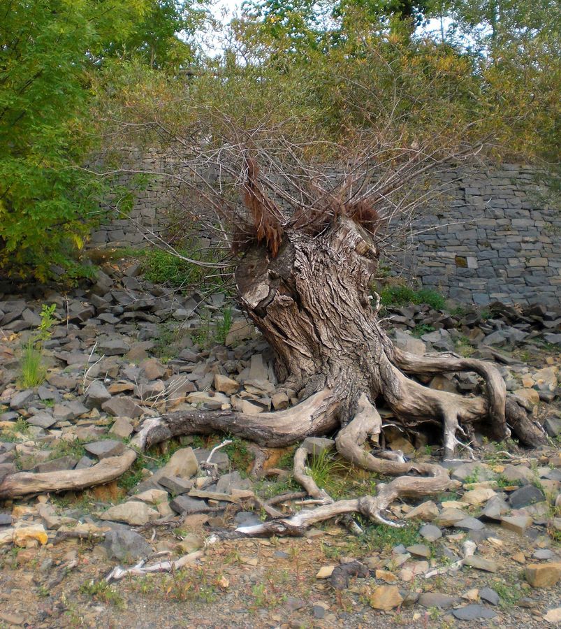 Krake oder Baum?