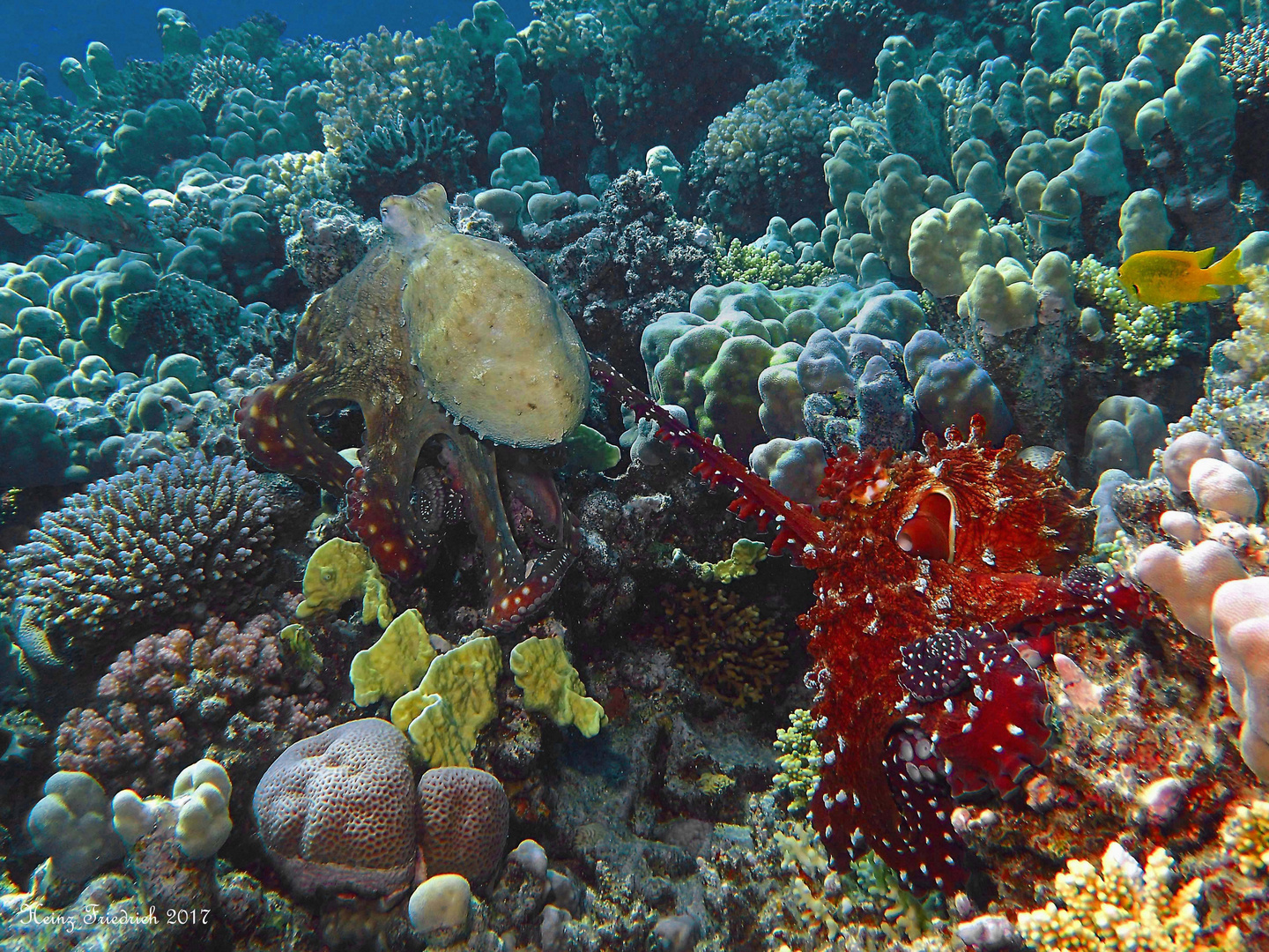 Krakeln Foto & Bild tiere, unterwasser, uwsalzwasser Bilder auf