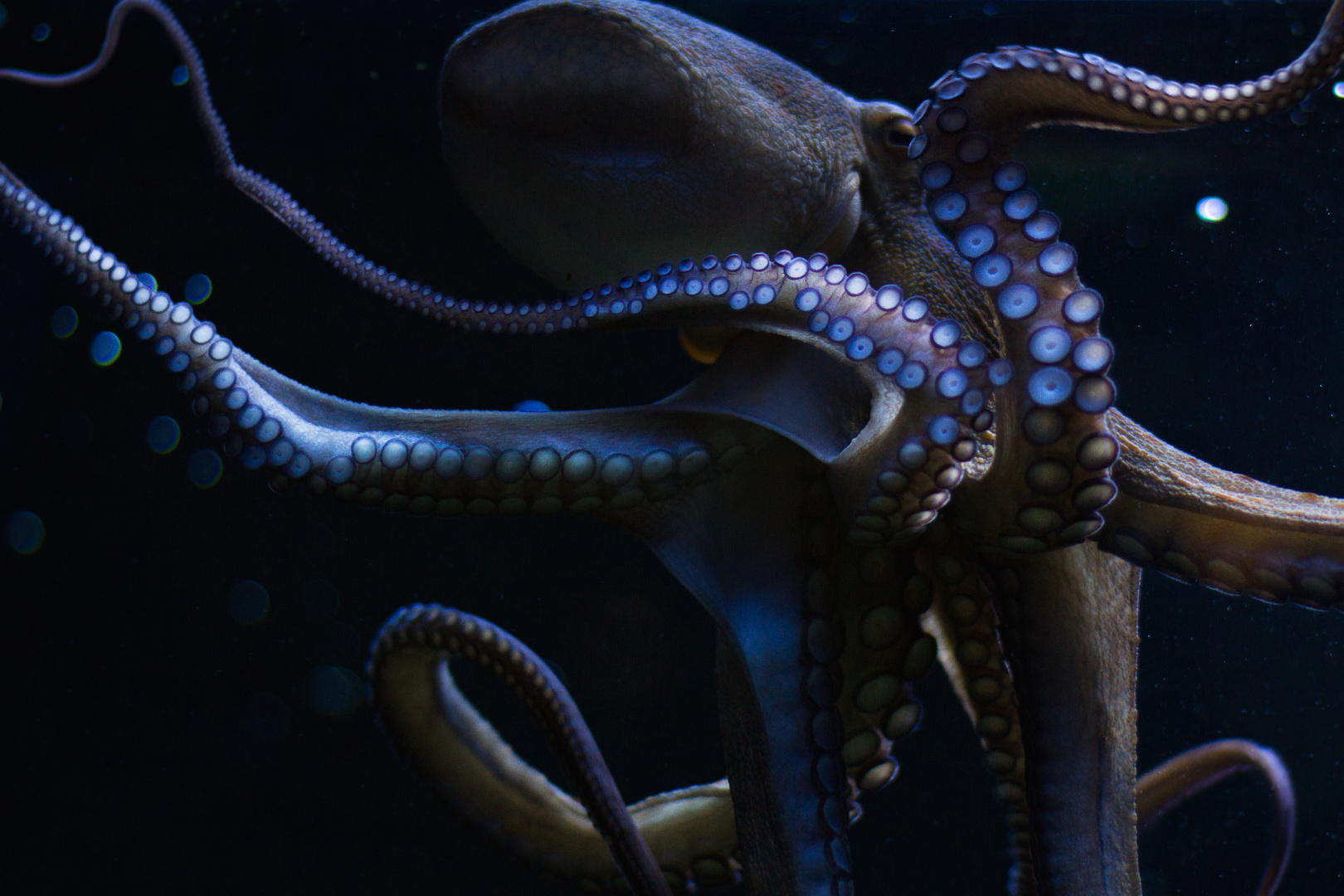 Kraken Foto & Bild | tiere, zoo, wildpark & falknerei, zoo aquaristik ...