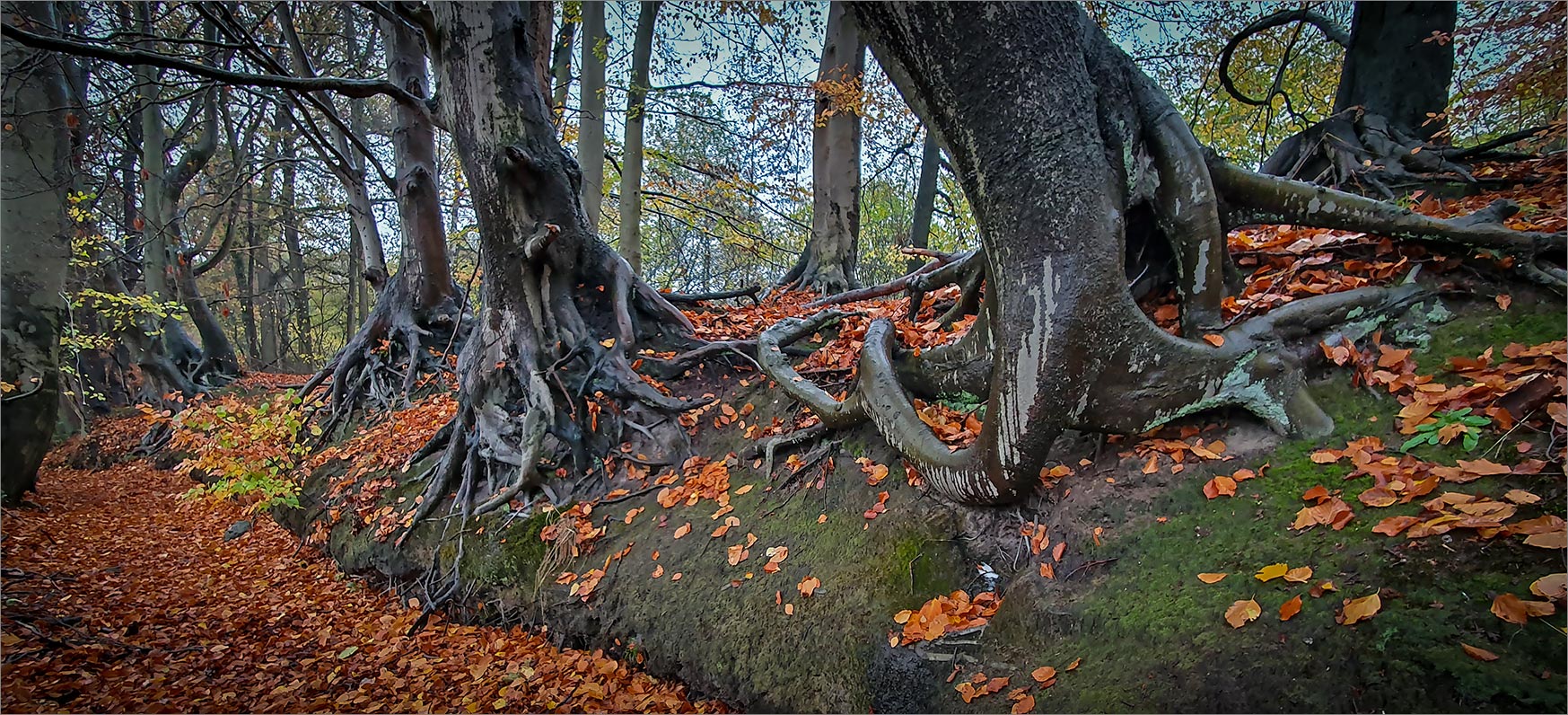 "Krakenbäume"   . . .