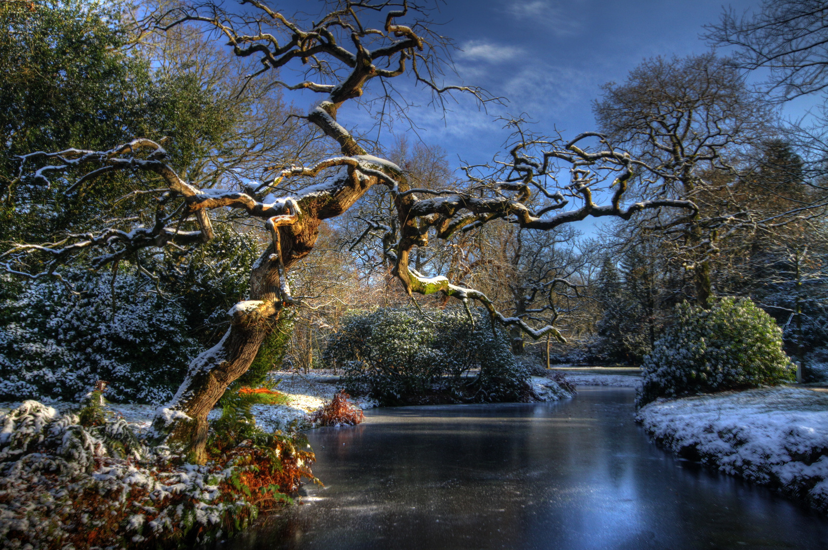 Krakenbaum Lütetsburg im Winter