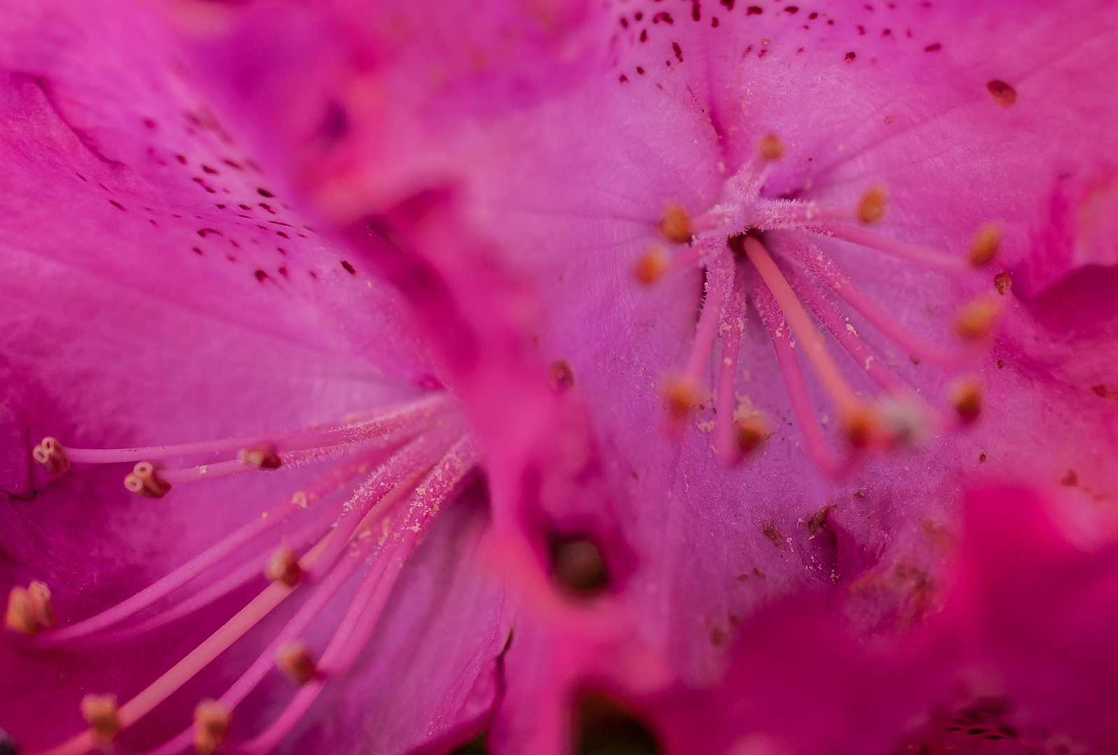 Krakenblüte