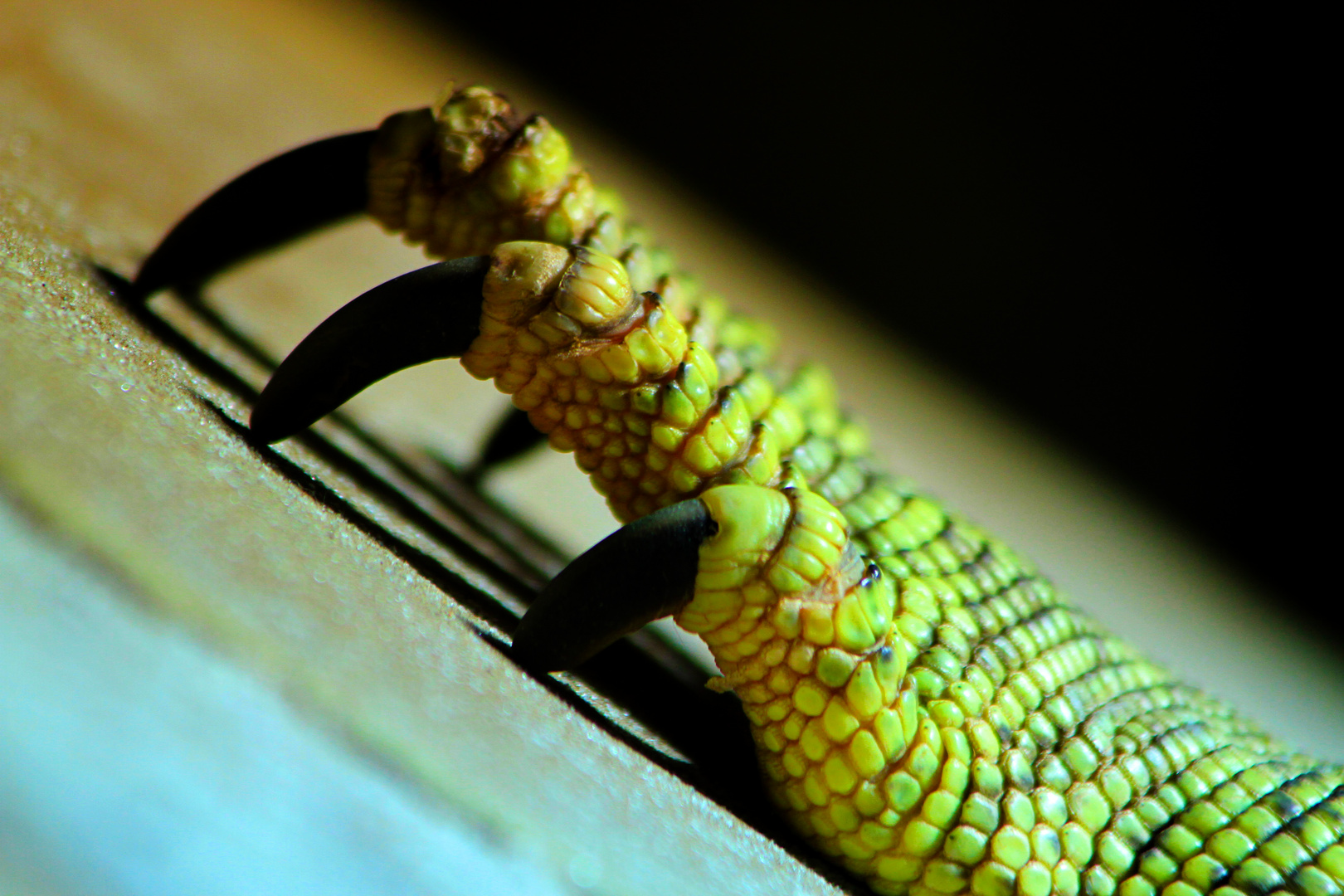 Kralle Foto & Bild | tiere, tierdetails, amphibien Bilder auf fotocommunity