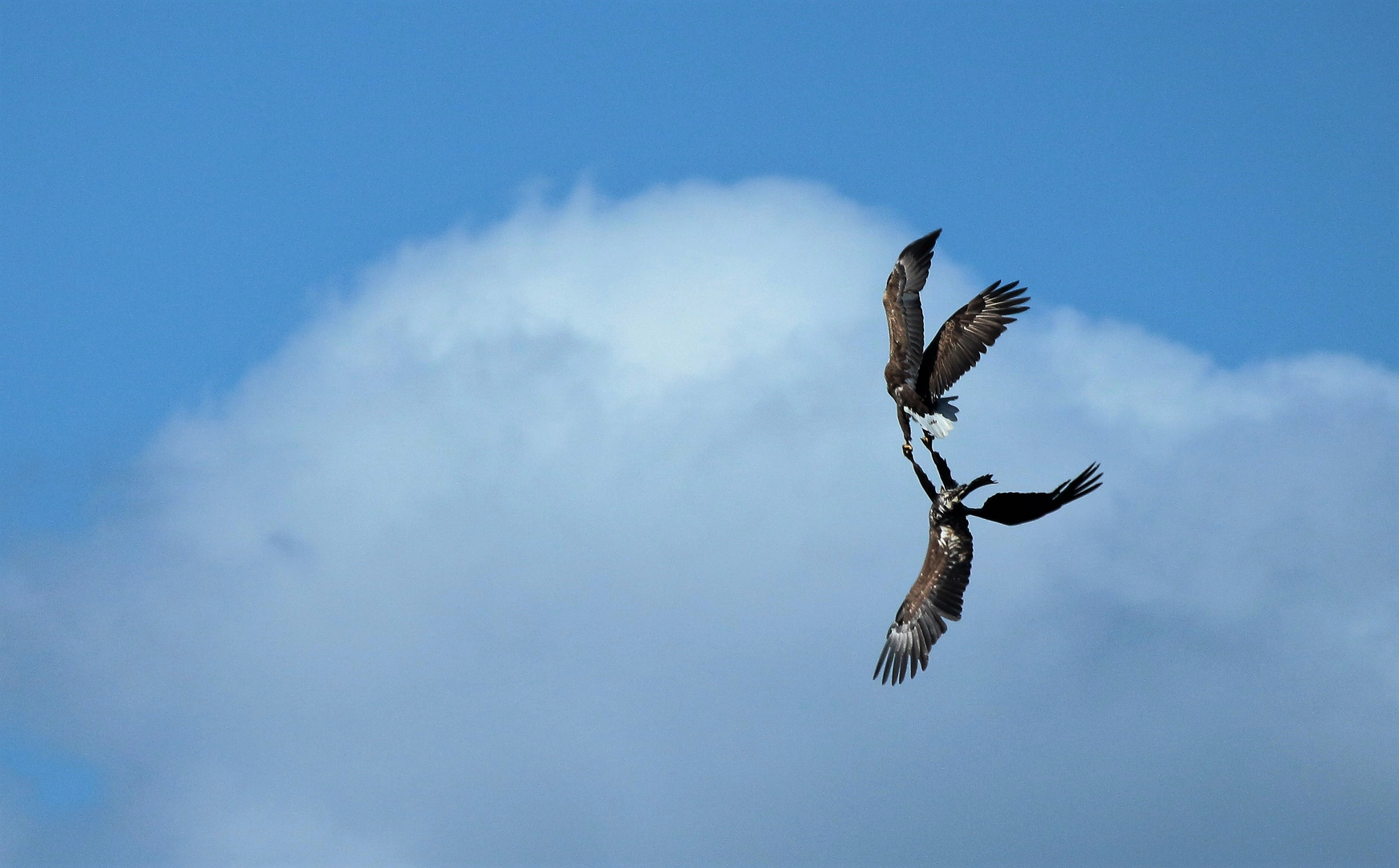 Kralle in Kralle Foto & Bild | natur, vögel, wildlife Bilder auf