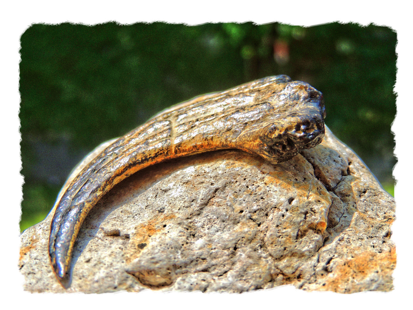 "Kralle von Dromaeosaurus" (vermutlich Replikat/Fälschung) Foto & Bild