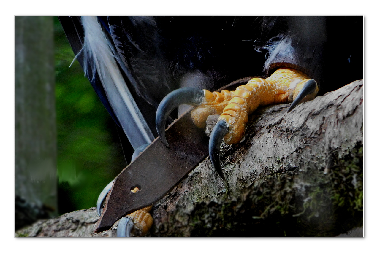 Krallen vom Weißkopfseeadler ...