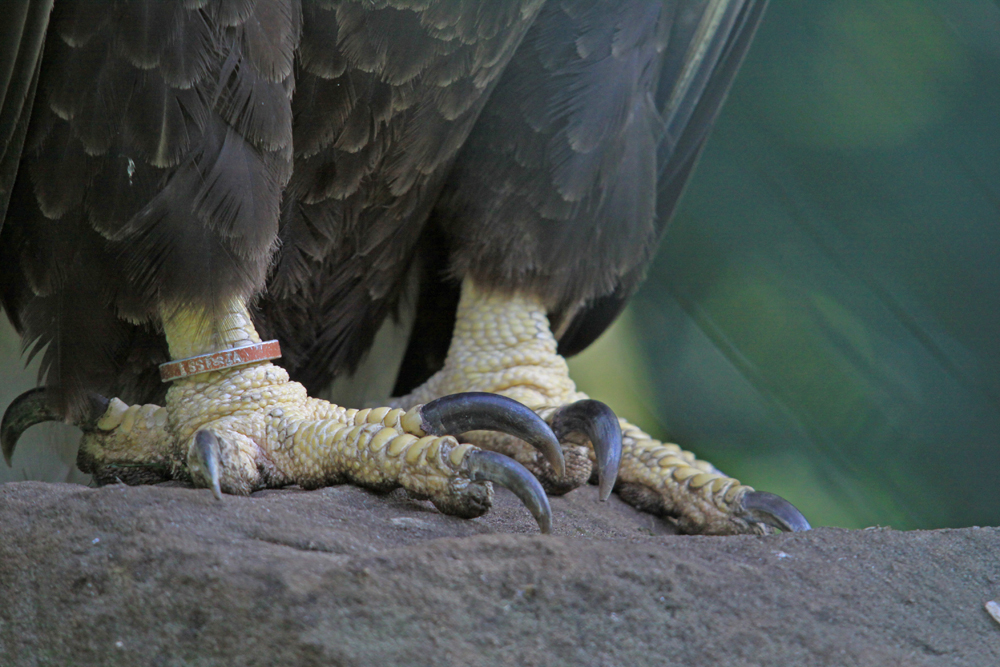 Krallen vom Weißkopfseeadler