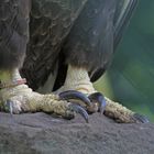 Krallen vom Weißkopfseeadler