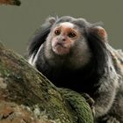 Krallenaffe