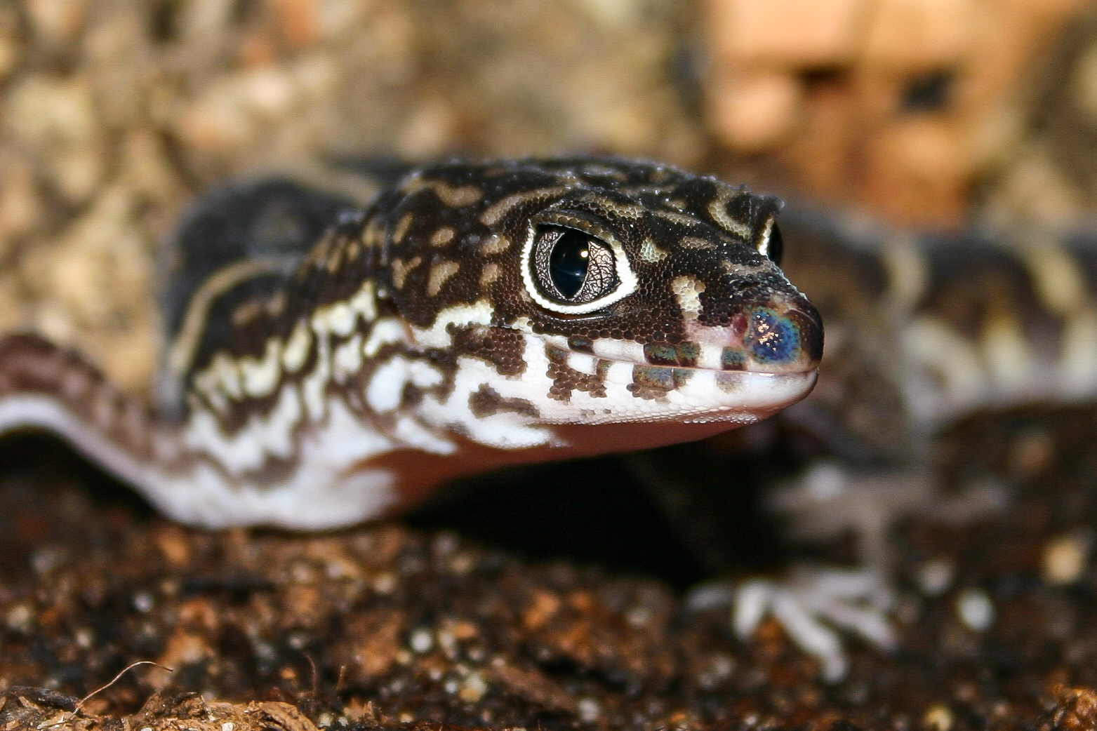 Krallengecko