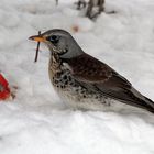 Krammetsvogel ...