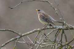 Krammetsvogel