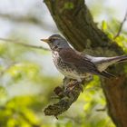 Krammetsvogel -  gebraten ? gekocht ?