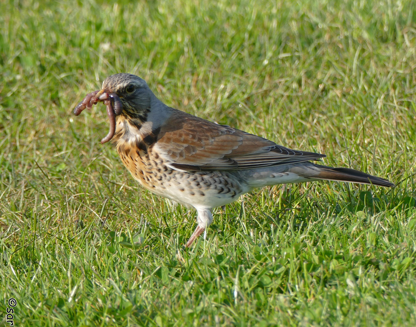 Krammetsvogel mit Würmern