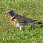 Krammetsvogel mit Würmern