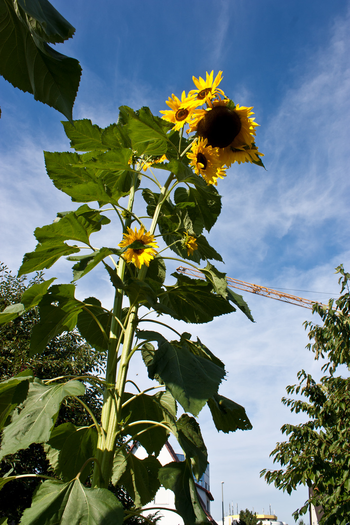 Kran beim Verplanzen einer Sonnenblume