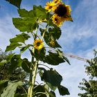 Kran beim Verplanzen einer Sonnenblume