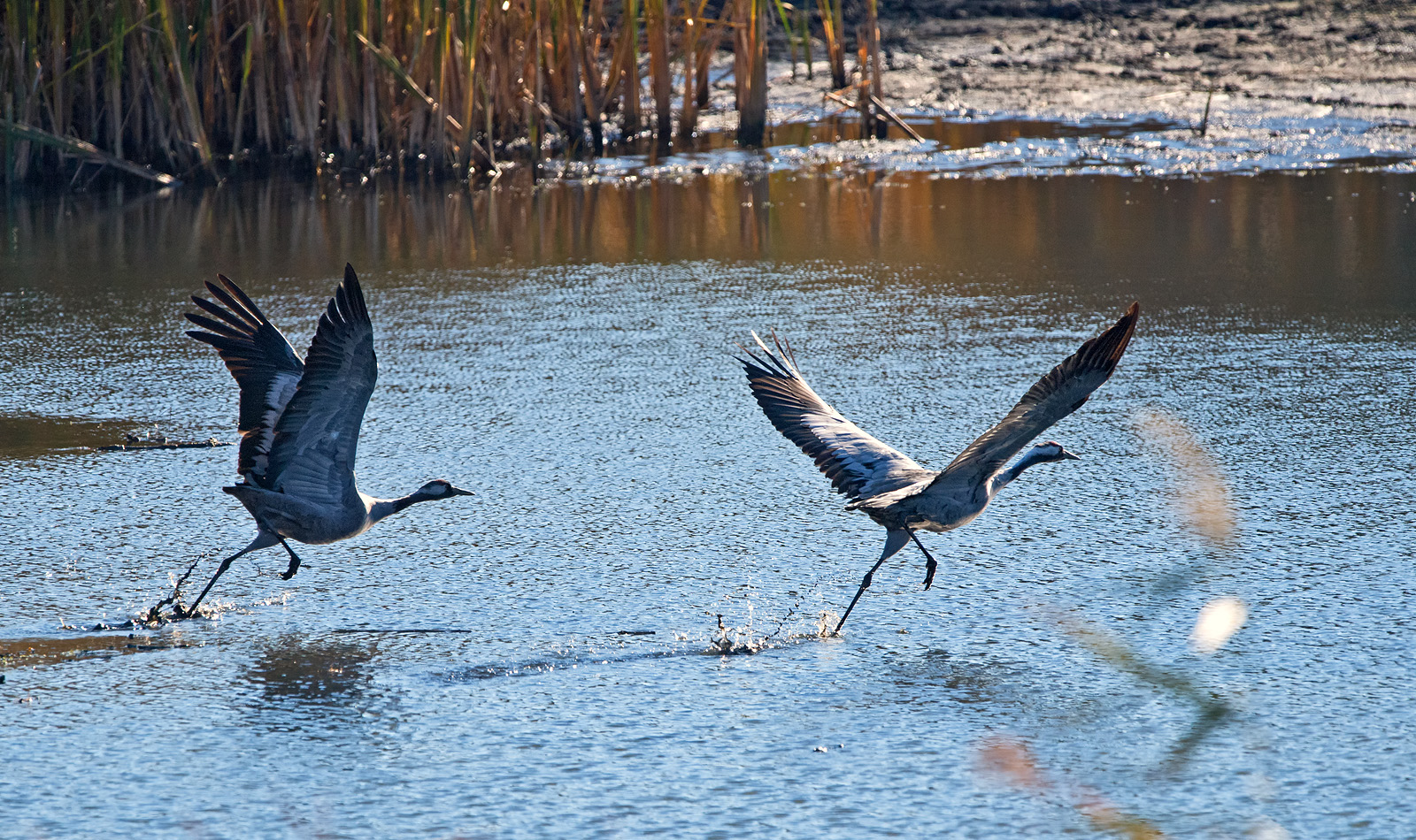 kranich Foto & Bild tiere, wildlife, wild lebende vögel Bilder auf