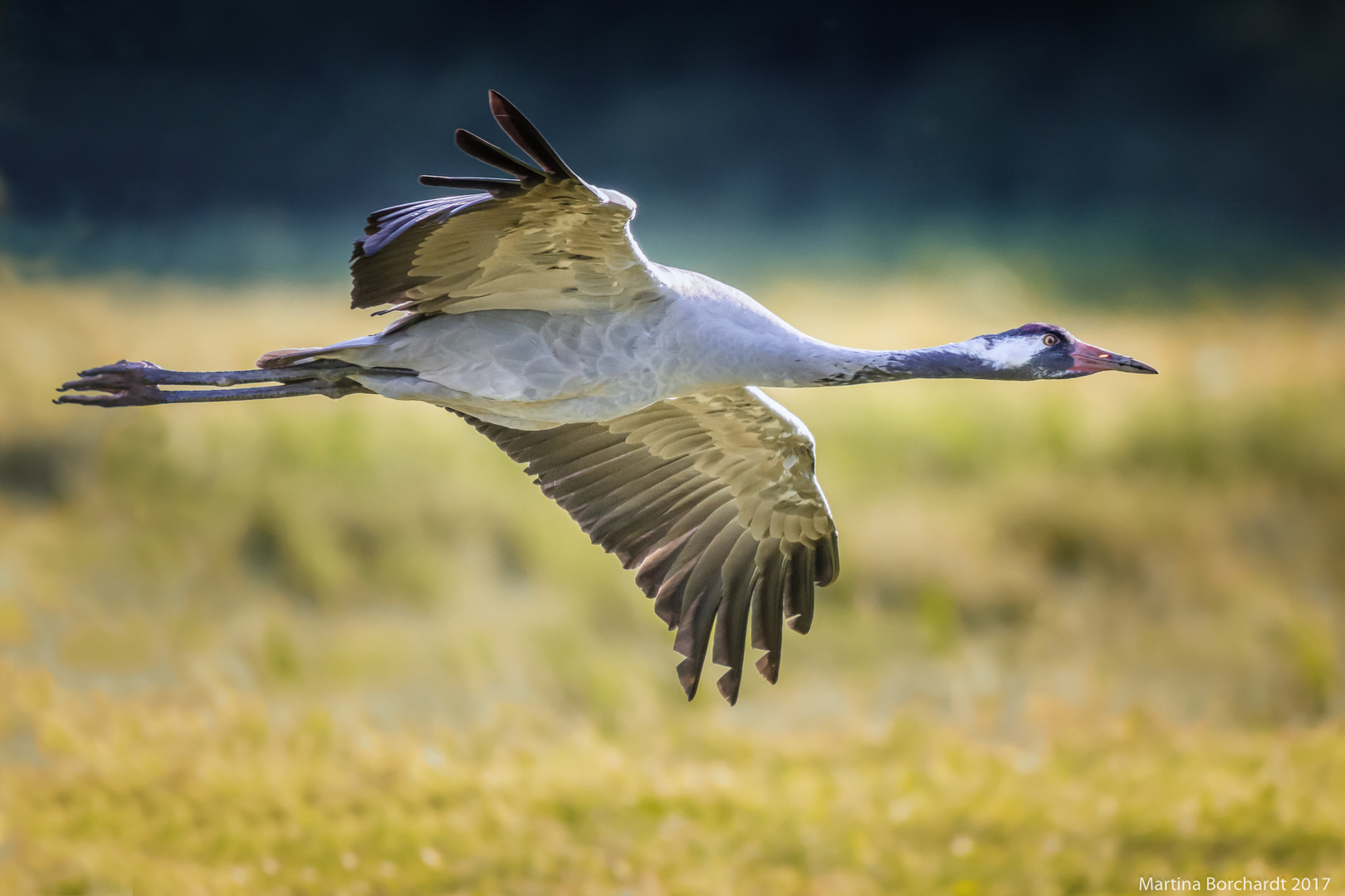 Kranich Foto & Bild | tiere, wildlife, wild lebende vögel Bilder auf fotocommunity