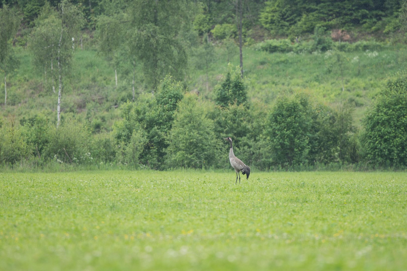 Kranich 2 Schweden 2017