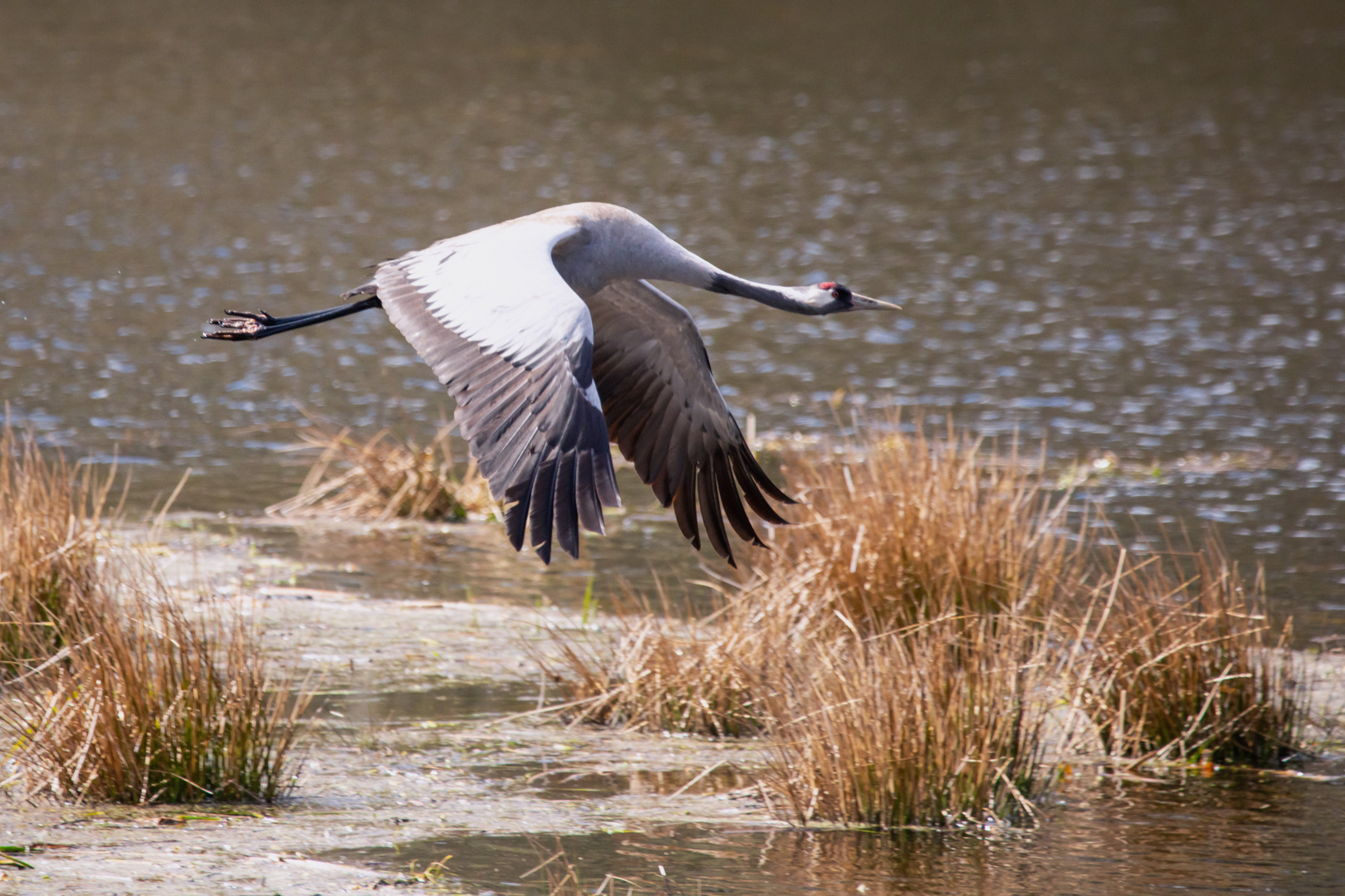 Kranich Foto & Bild | natur, vogel, see Bilder auf fotocommunity