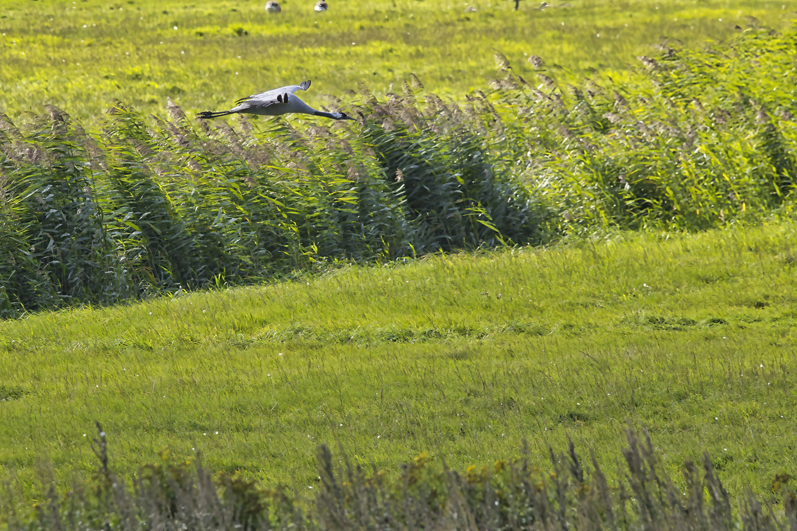 Kranich Foto & Bild natur, vögel, kranich Bilder auf