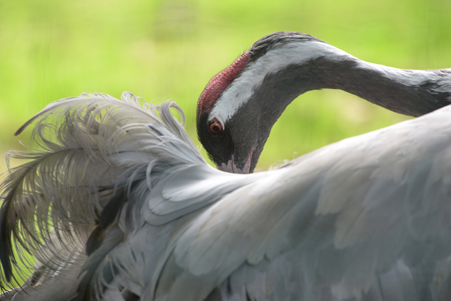 Kranich Foto & Bild | tiere, wildlife, wild lebende vögel Bilder auf fotocommunity