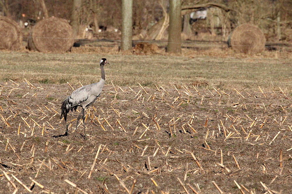 Kranich auf Acker bei Linum