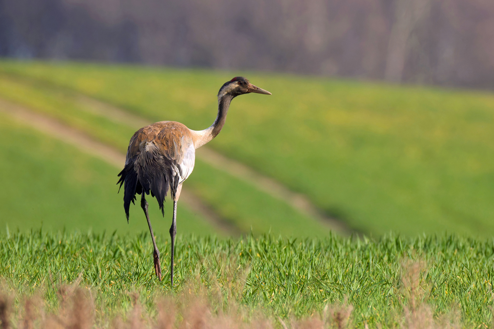 Kranich auf dem Feld 