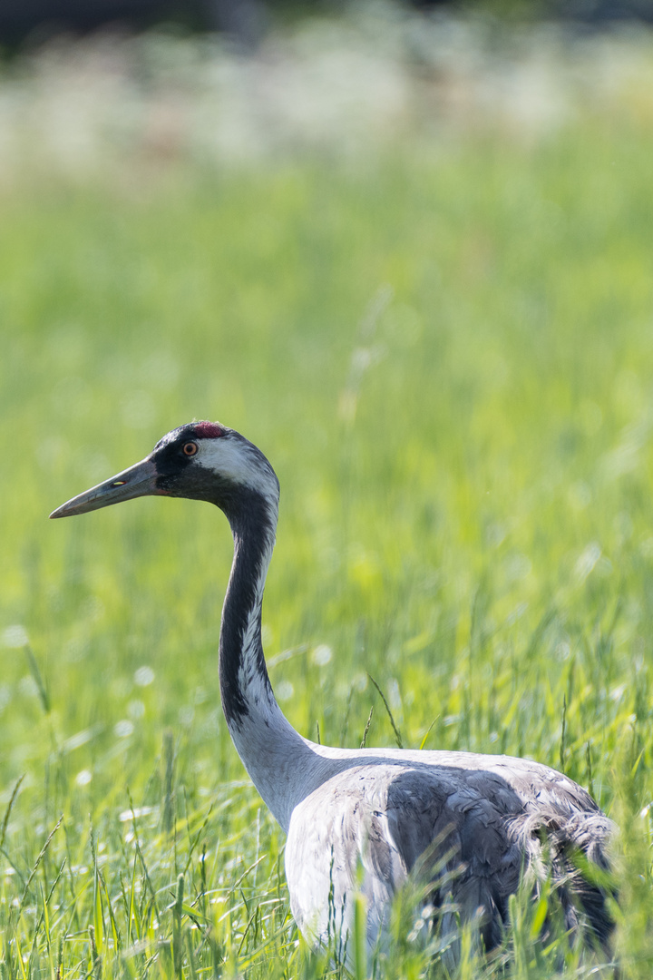 Kranich auf der Wiese beim Ferienhaus