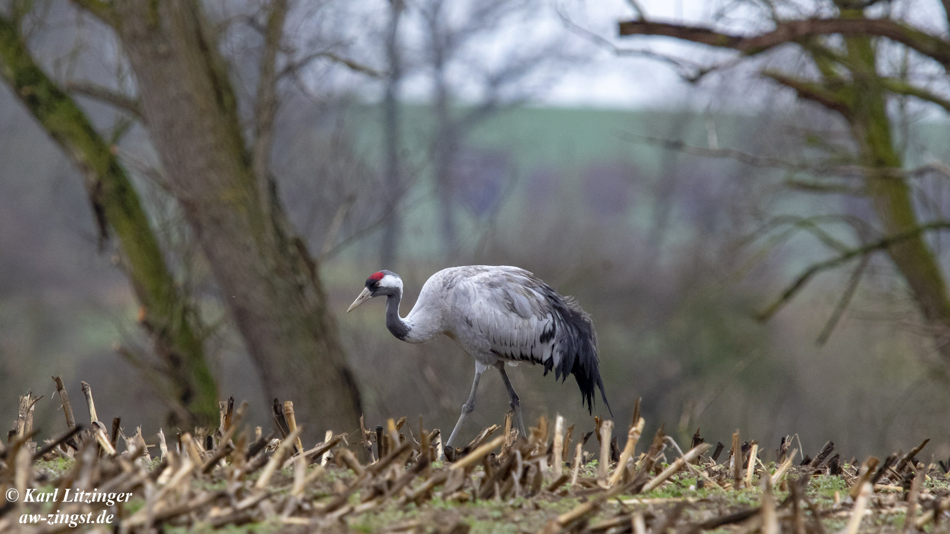 Kranich auf einem Feld bei Velgast.