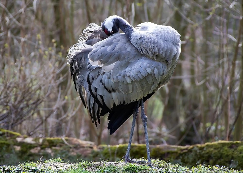 Kranich bei der Gefiederpflege