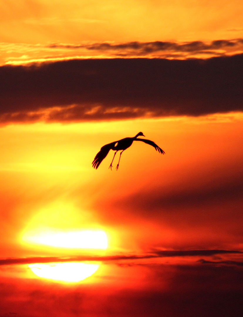 Kranich bei Sonnenaufgang