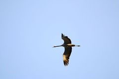 Kranich beim Anflug auf Linum.