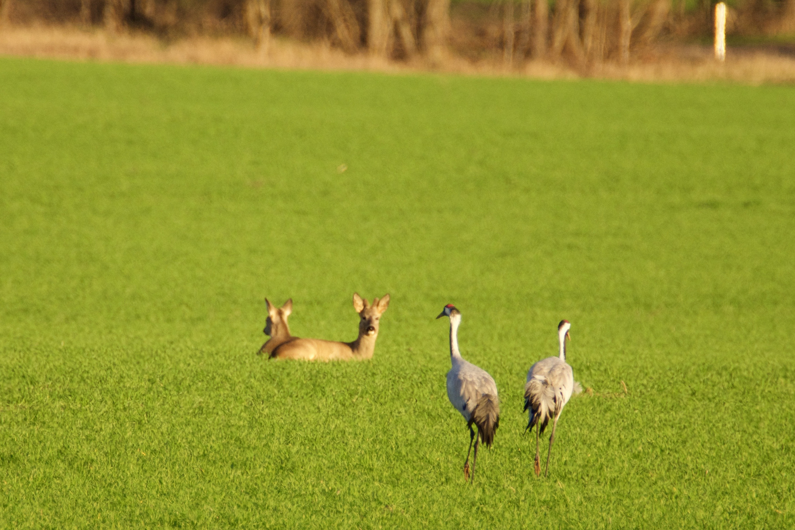 Kranich besucht Reh