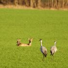 Kranich besucht Reh