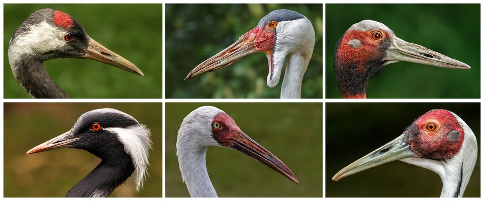 Kranich Collage 001