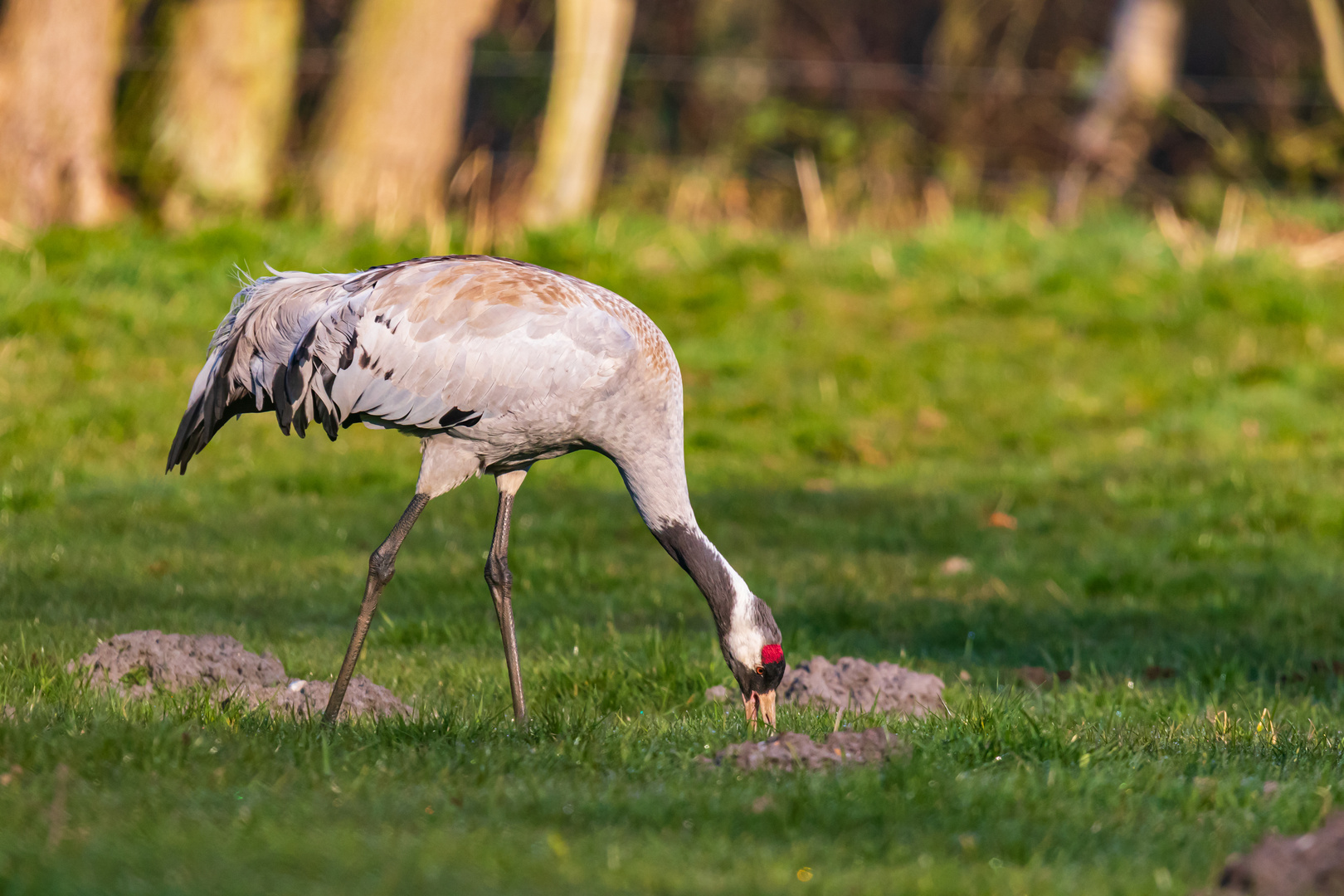 Kranich Foto & Bild natur, tiere, vögel Bilder auf