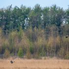 Kranich droht heranfliegenden Seeadler