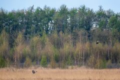 Kranich droht heranfliegenden Seeadler