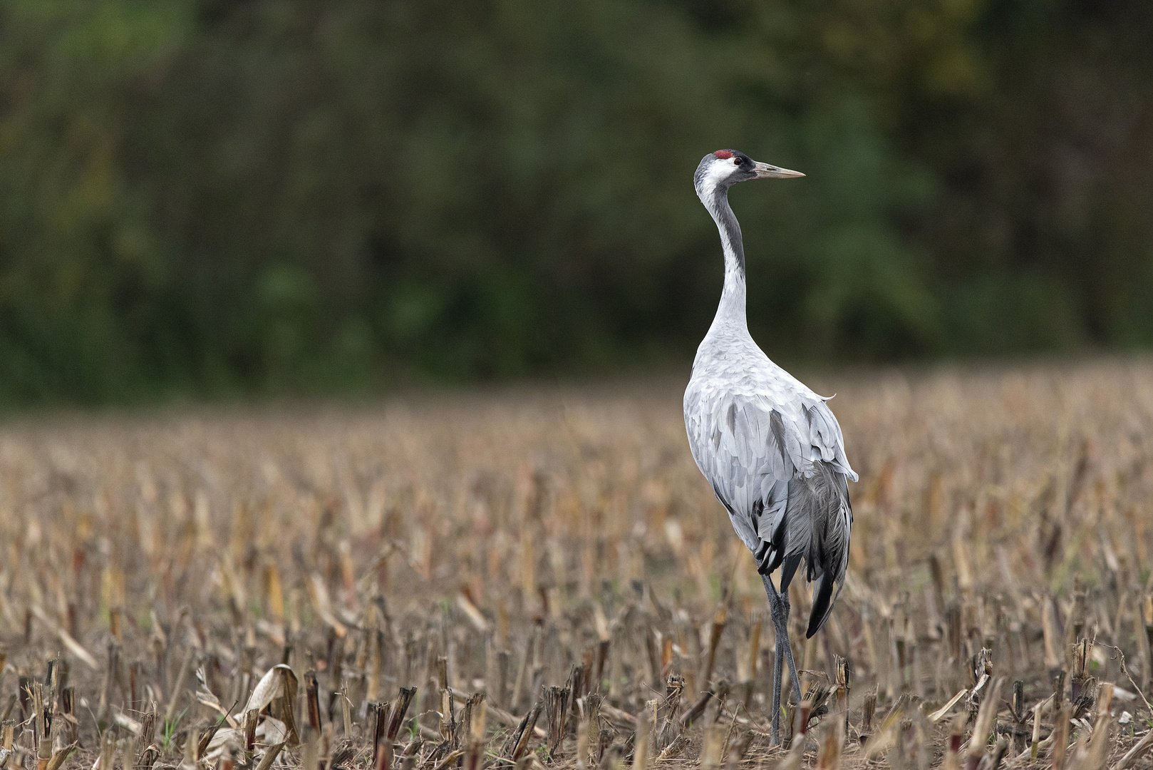 Kranich-ein eleganter Vogel