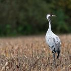 Kranich-ein eleganter Vogel