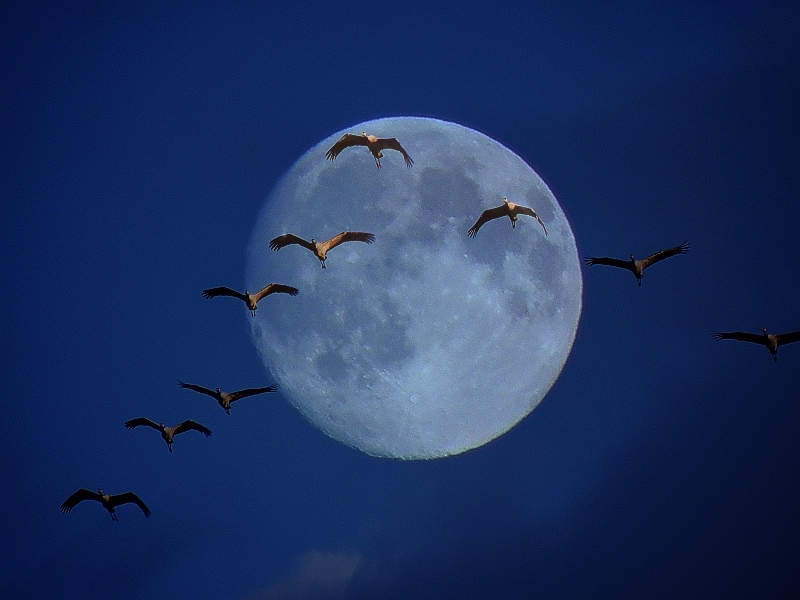 Kranich-Einflug bei Vollmond...