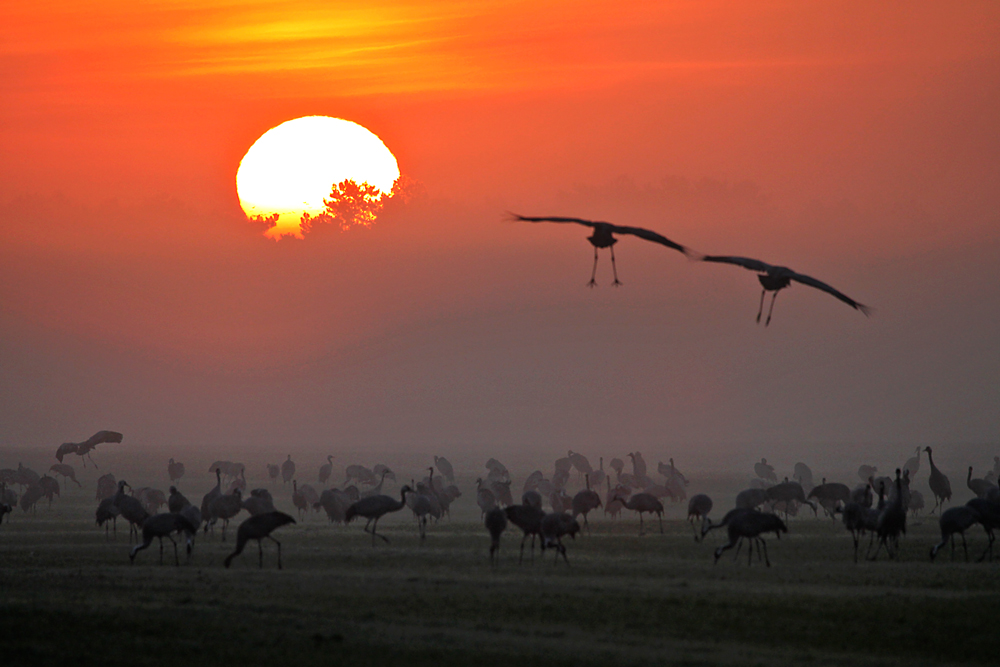 KRANICH-EINFLUG IM MORGENNEBEL