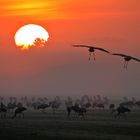 KRANICH-EINFLUG IM MORGENNEBEL